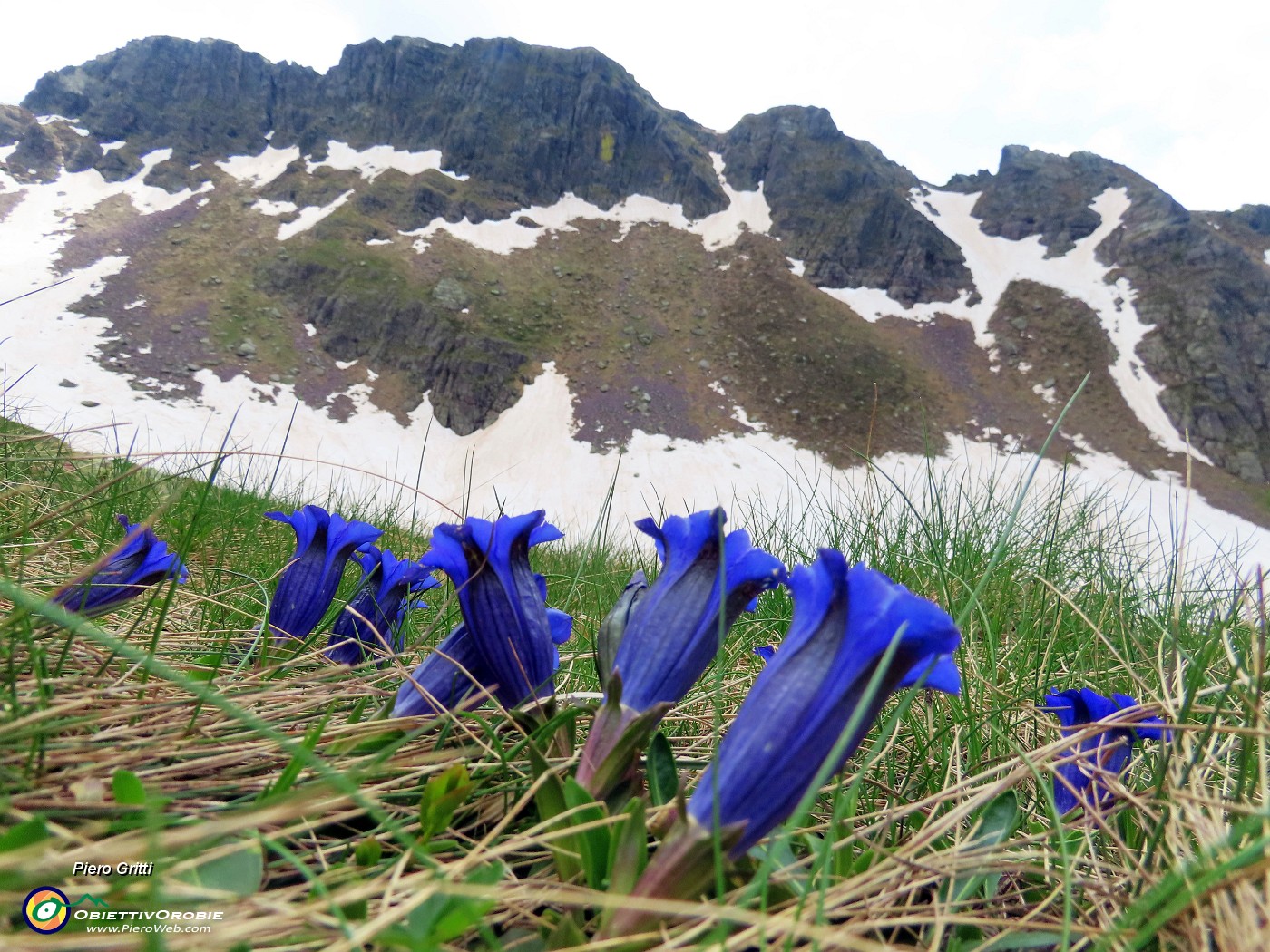 51 Gentiana acaulis (Genziana di Koch) con vista sullo Spondone.JPG